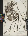 Foto von Salix lapponum L.